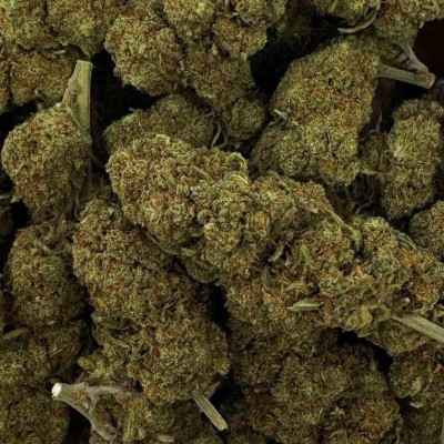 Fleur CBD Blueberry Premium >10% | Greenhouse Italie | Kana Pharma