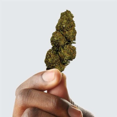 Fleur CBD Blueberry Premium >10% | Greenhouse Italie | Kana Pharma