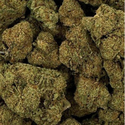 Fleur CBD Raspberry Haze +16% | Greenhouse Italienne | Kana Pharma