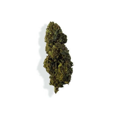 Fleur CBN CBC GELATO - Variété italienne premium greenhouse | Kana Pharma