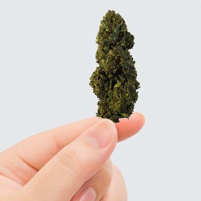 Fleur CBN CBC GELATO - Variété italienne premium greenhouse | Kana Pharma