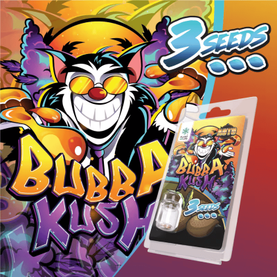 3 Graines Bubba Kush Auto Plant Of Life - Autofloraison Premium | Kana Pharma