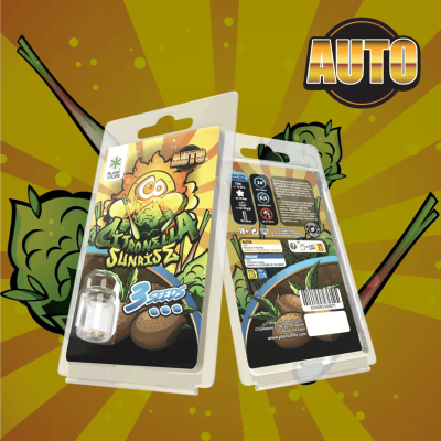 3 Graines Citronella Sunrise AUTO | Plant of Life