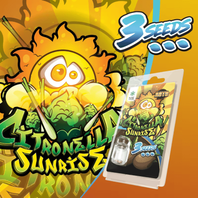 3 Graines Citronella Sunrise AUTO | Plant of Life
