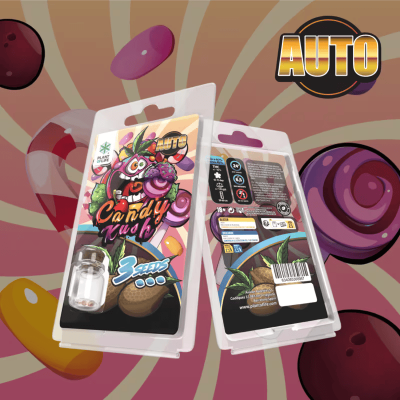 3 Graines Candy Kush AUTO | Plant of Life