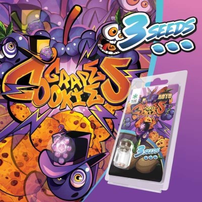 3 Graines Grape Cookies AUTO | Plant of Life