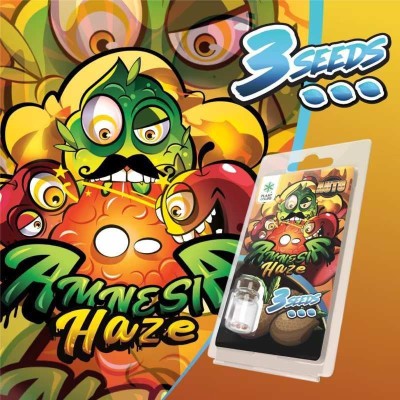 3 Graines Amnesia Haze AUTO | Plant of Life