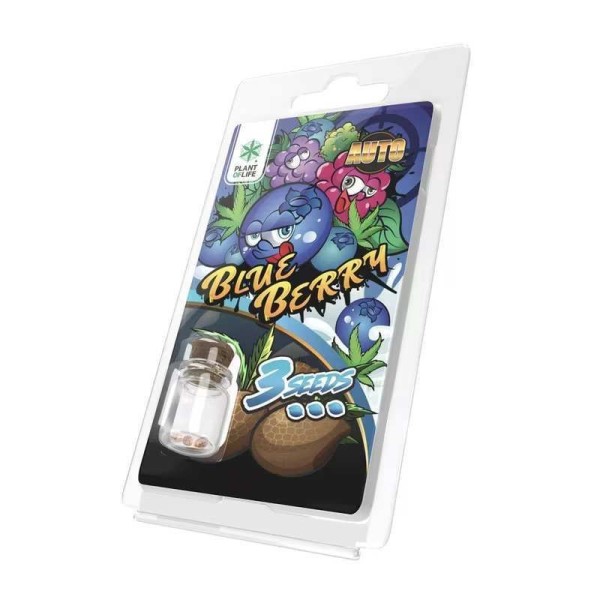 3 Graines Blueberry AUTO | Plant of Life