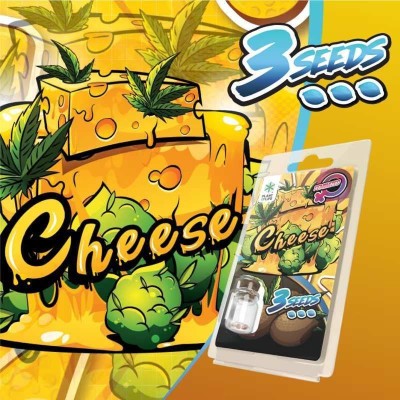 3 Graines Cheese FÉMINISÉE | Plant of Life