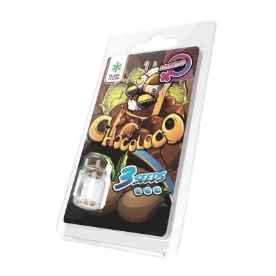 3 Graines Chocoloco FÉMINISÉE | Plant of Life