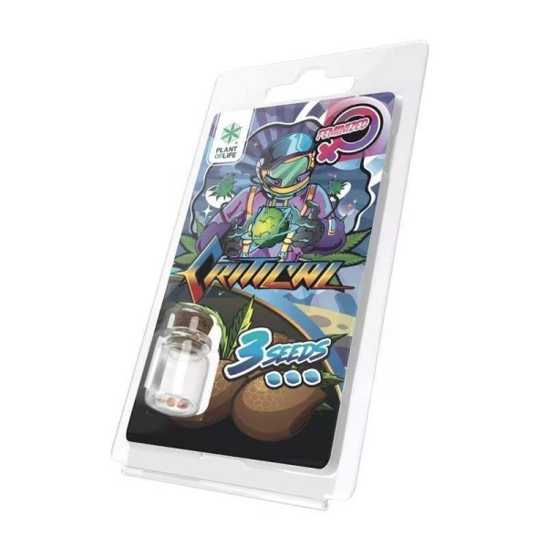 3 Graines Critical FÉMINISÉE | Plant of Life