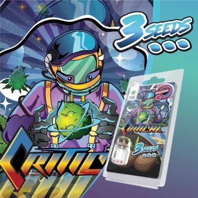 3 Graines Critical FÉMINISÉE | Plant of Life