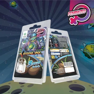 3 Graines Critical FÉMINISÉE | Plant of Life