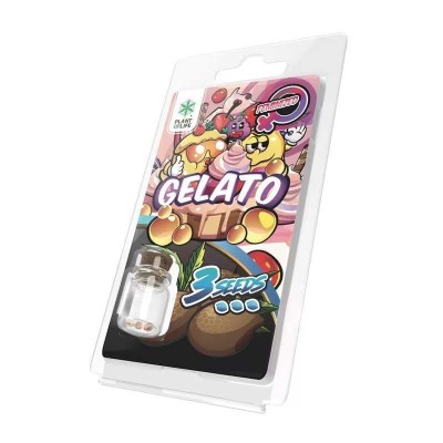 3 Graines Gelato FÉMINISÉE | Plant of Life