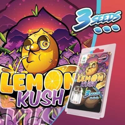 3 Graines Lemon Kush FÉMINISÉE | Plant of Life