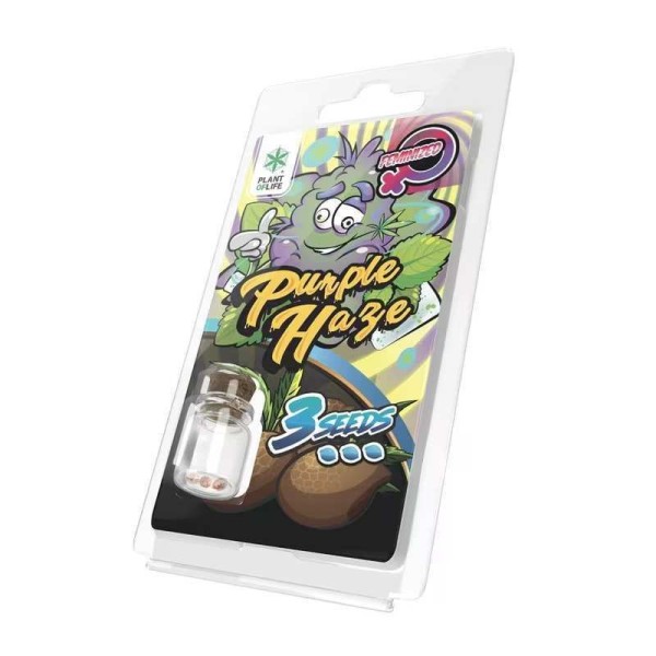 3 Graines Purple Haze FÉMINISÉE | Plant of Life