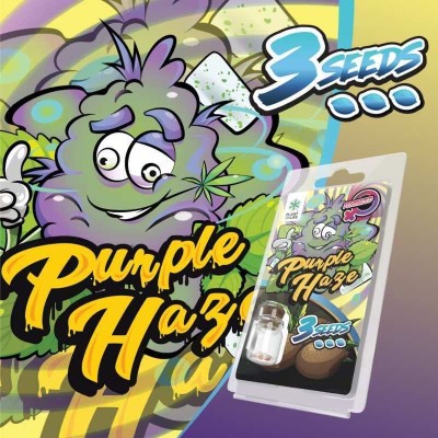 3 Graines Purple Haze FÉMINISÉE | Plant of Life
