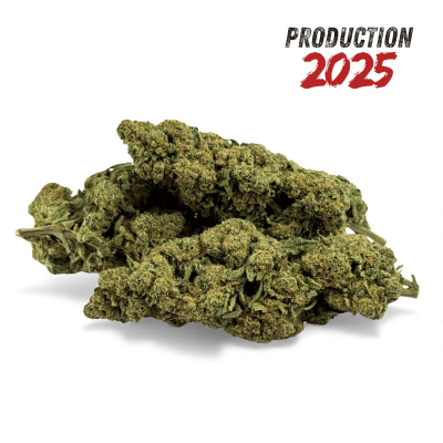 Fleur CBD Super White Frost Greenhouse | Production 2025 Premium | Kana Pharma