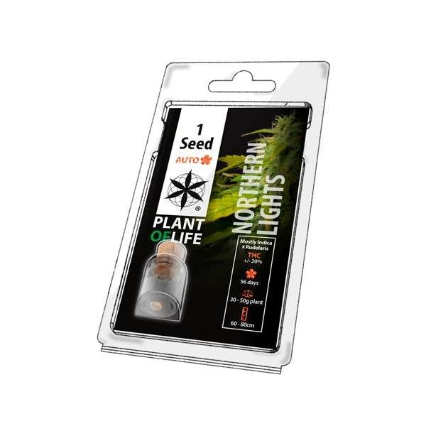 Graine de collection NORTHERN LIGHTS AUTO