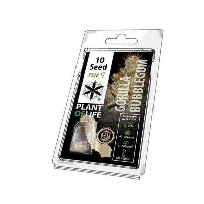 Graine de collection GORILLA BUBBLEGUM FÉMINISÉE