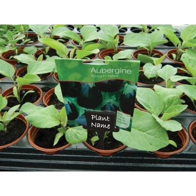 Pinces Étiquettes en T Noires x10 | Identification Plantes & Graines | Kana Pharma