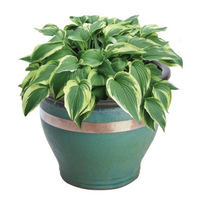 Ruban Cuivre Anti-Limaces 4m | Protection Naturelle Plantes | Kana Pharma