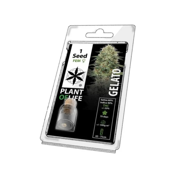 Graine de collection GELATO FÉMINISÉE