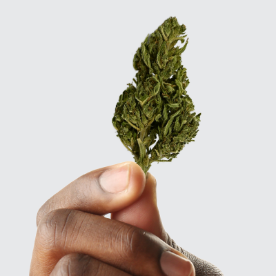 Fleur CBD Euphoria 6% | Arômes Épicés Boisés | Kana Pharma