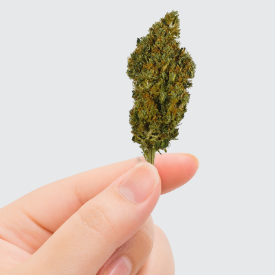 Fleur CBD Sherbet 11% Greenhouse | Arômes Floraux Épicés | Kana Pharma