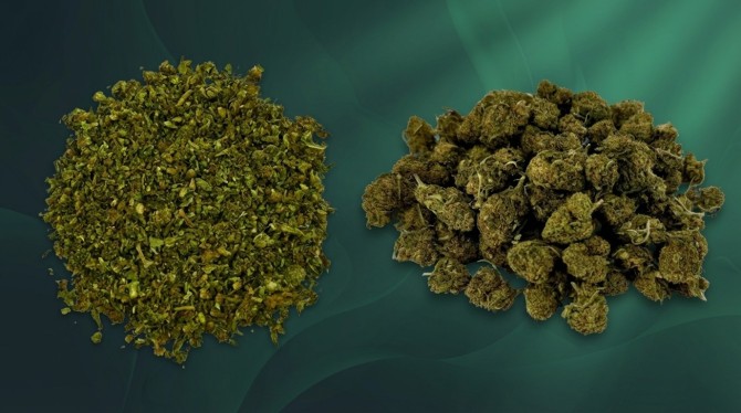 Fleurs de cbd pas cher